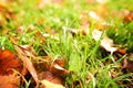 Yellow autumn leaves on grass in beautiful fall park, macro closeup. Autumn maple colorful leaf close up, natural Royalty Free Stock Photo