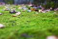 Yellow autumn leaves and green moss closeup Royalty Free Stock Photo