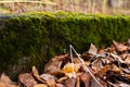 Yellow autumn leaves and green moss closeup Royalty Free Stock Photo