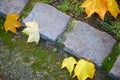 Yellow autumn leaves on the ground Royalty Free Stock Photo