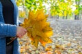 Yellow autumn leaves in the hands of a girl in the park