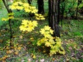 Yellow autumn leaves hanging from a tree Royalty Free Stock Photo