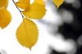 Yellow autumn leaves Royalty Free Stock Photo