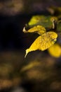Yellow autumn leaves at Josaphat Park Brussels Royalty Free Stock Photo