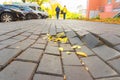 autumn leaves lie on a broken sidewalk of tile overcast day.