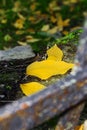 Yellow autumn leaves lie on a gray grunge fence Royalty Free Stock Photo