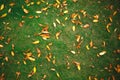 Yellow autumn leaves lie on green grass Royalty Free Stock Photo