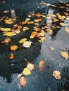 Yellow autumn leaves lie in a puddle on the asphalt Royalty Free Stock Photo