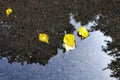 Yellow autumn leaves lie in a puddle. Birch leaves. Royalty Free Stock Photo