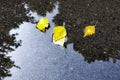 Yellow autumn leaves lie in a puddle. Birch leaves. Royalty Free Stock Photo