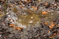 Yellow autumn leaves lie in a puddle in the forest Royalty Free Stock Photo