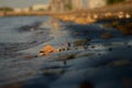 Yellow autumn leaves lie on the sand of the riverbank in a given visible city Royalty Free Stock Photo