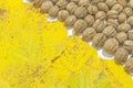 Yellow autumn leaves and lot walnuts on white table Royalty Free Stock Photo