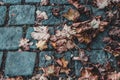 Yellow autumn leaves lying on the blue grey paving stones, abstract background Royalty Free Stock Photo