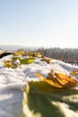 Yellow autumn leaves are lying on the snow