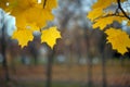 Yellow autumn leaves of a maple on a tree branch on a blurred background of tree trunks
