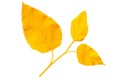 Yellow autumn leaves mulberry on white background Royalty Free Stock Photo