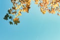 Yellow autumn leaves oak on blue sky background Royalty Free Stock Photo