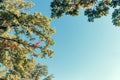 Yellow autumn leaves oak on blue sky background. Royalty Free Stock Photo