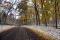 Autumn Leaves Ontop of the Snow Along a Road