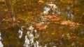 Yellow autumn leaves in a puddle Royalty Free Stock Photo