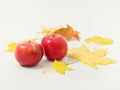 Yellow autumn leaves with red apples on a white background Royalty Free Stock Photo