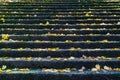 Yellow autumn leaves on stone steps in Dandenong Ranges, Australia