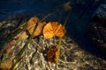 Yellow autumn leaves and stones in sea water coastline. Royalty Free Stock Photo