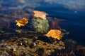 Yellow autumn leaves and stones in sea water coastline. Royalty Free Stock Photo