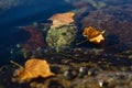 Yellow autumn leaves and stones in sea water coastline. Royalty Free Stock Photo