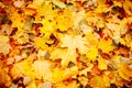 Yellow autumn leaves on the street. Autumn background. Royalty Free Stock Photo