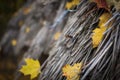 Yellow autumn leaves stuck in a thatched roof Royalty Free Stock Photo