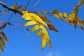 Yellow Autumn leaves of Sunburst Honey Locust tree Royalty Free Stock Photo