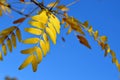 Yellow Autumn leaves of Sunburst Honey Locust tree Royalty Free Stock Photo