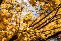 Yellow Autumn leaves in sunny day Royalty Free Stock Photo