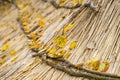 Yellow autumn leaves on a thatched roof Royalty Free Stock Photo