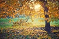 Yellow autumn leaves on a tree