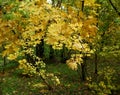 Yellow autumn leaves from a tree Royalty Free Stock Photo