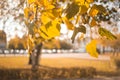 Yellow autumn leaves tree landscape. Composition in park. Royalty Free Stock Photo