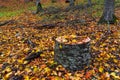 Yellow autumn leaves on tree stump Royalty Free Stock Photo