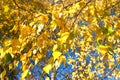 Yellow autumn leaves on a tree in sun beams Royalty Free Stock Photo