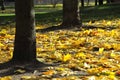 Yellow autumn leaves under trees