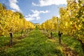 Yellow autumn leaves on a vine yards in a long line with a blue cloudy sky in the background Royalty Free Stock Photo