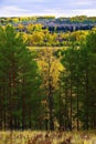 Yellow autumn linden tree surrounded by young pine trees Royalty Free Stock Photo