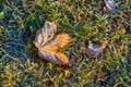 Yellow autumn maple leaf covered with the first frost on the ground in green grass in the light of sunlight. Close up Royalty Free Stock Photo