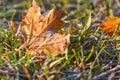 Yellow autumn maple leaf covered with the first frost on the ground in green grass in the light of sunlight. Close up Royalty Free Stock Photo