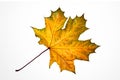 yellow autumn maple leaf Royalty Free Stock Photo