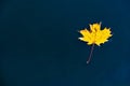 yellow autumn maple leaf floating in black water Royalty Free Stock Photo