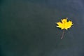 yellow autumn maple leaf floating in black water Royalty Free Stock Photo