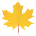 Yellow autumn maple leaf isolated on white background Royalty Free Stock Photo